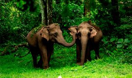 Wayanad